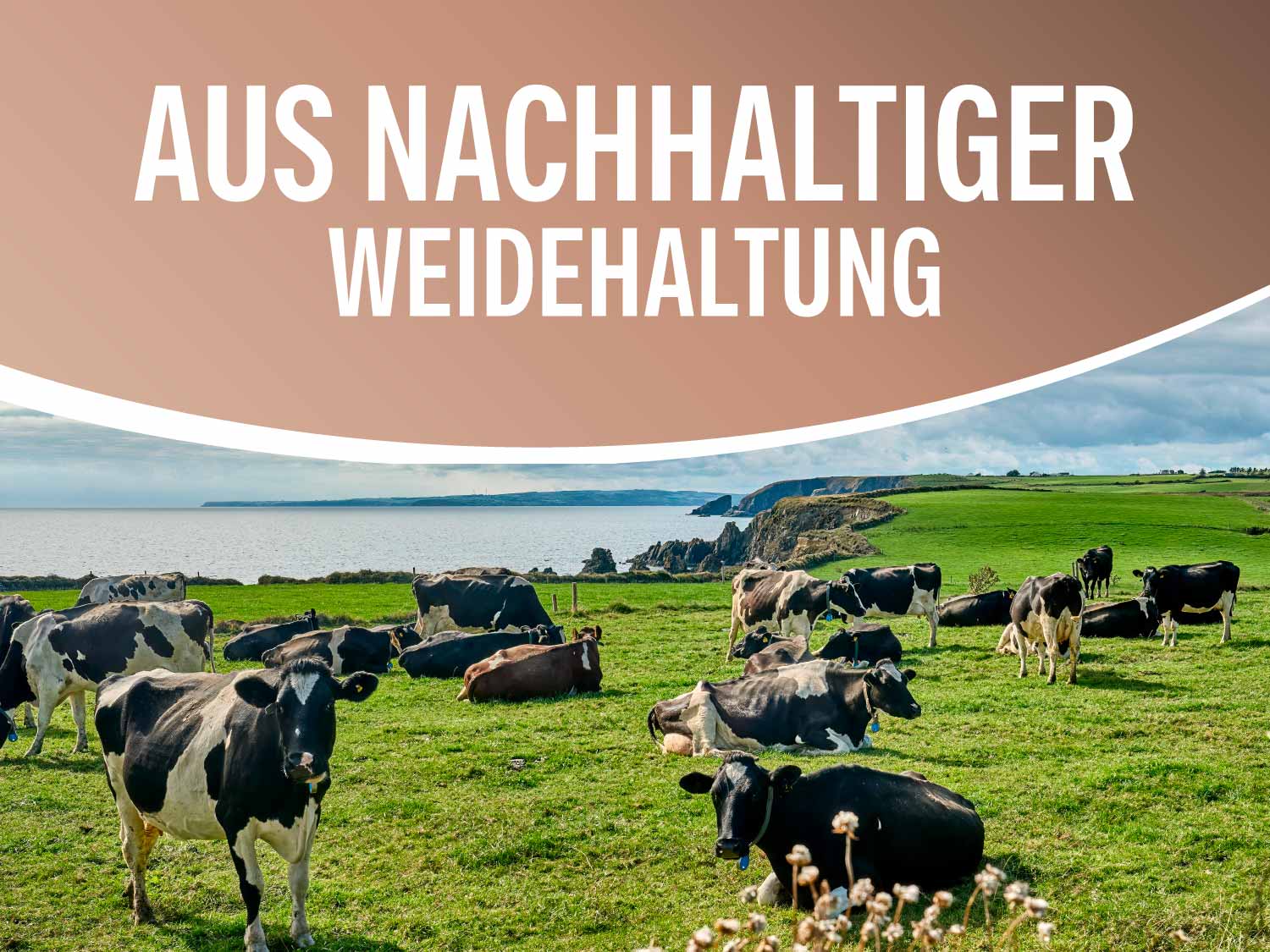 Kühe auf einer grünen Wiese. Bild Text: „Aus nachhaltiger Weidehaltung“.
